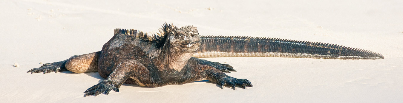 Galapagos Marine Iguana on Beach