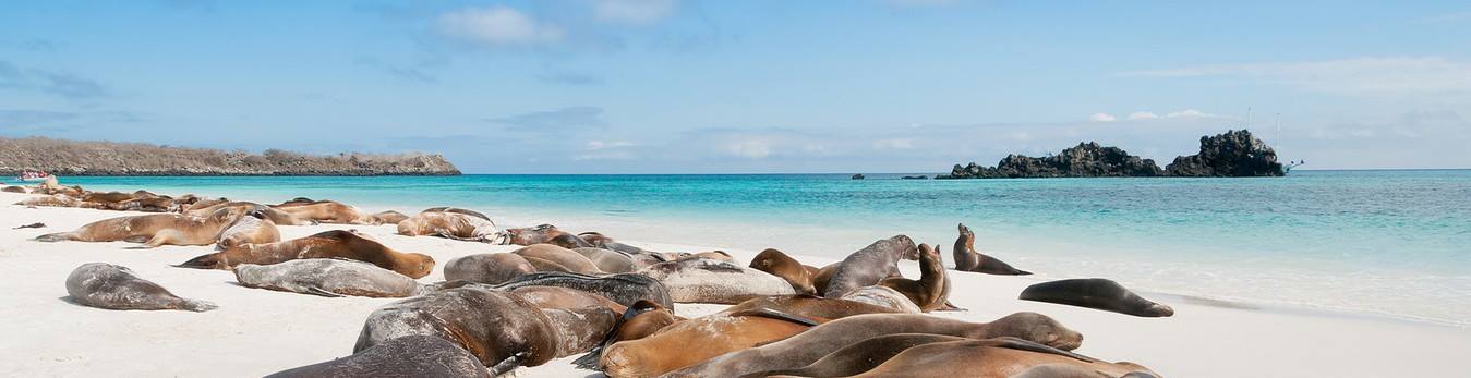 Galapagos Islands: Sea Lions Relaxing