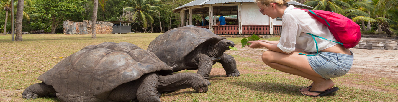 Galapagos: Feeding Giant Tortoises