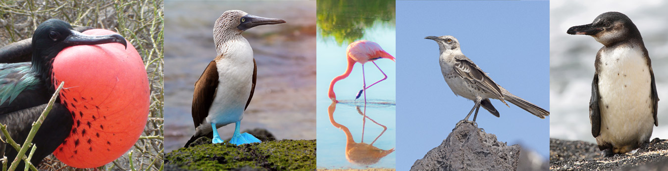 Galapagos Islands Wildlife: Birdlife