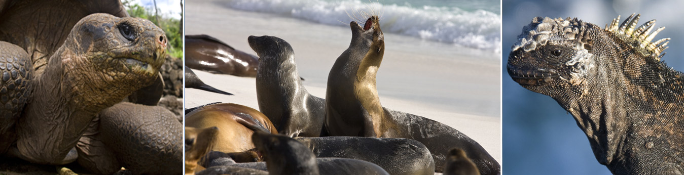 Galapagos Islands Wildlife Trio