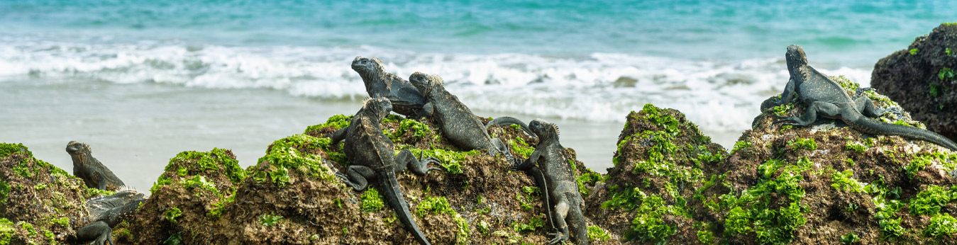 Galapagos Marine Iguanas on Lava Rocks