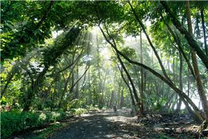 Costa Rica Rainforests