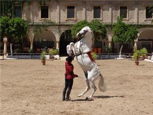 Andalusian Horse Show, Al Andalus