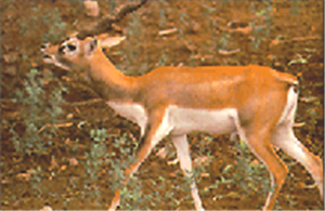 Ranthambore National Park, Ranthambore