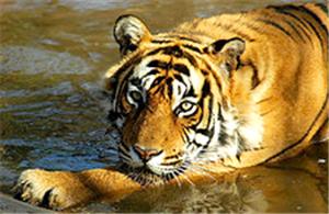 Ranthambore National Park, Ranthambore