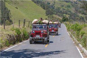 Guided tour through a Coffee Plantation
