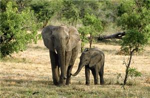 Elephant and calf