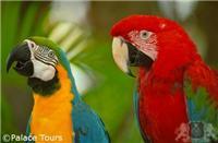Parrots which may be seen during the Macuco Safari 