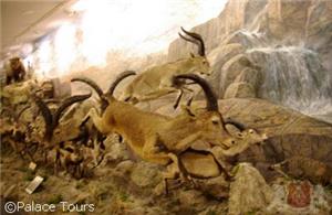 Wild Fauna Museum, Valdehuesa (Boñar)